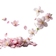 Naklejka premium Falling Pink Cherry Blossoms Spring Flowers Delicate Petals Nature Beauty Floral Design Elegant 