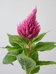 ピンク色のケイトウの花
