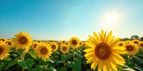 Fototapeta premium Sunlit Sunflower Field at Golden Hour, Vibrant Blooms Basking in Warm Sunlight