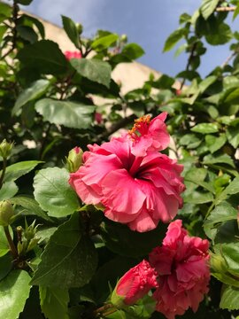 Double chinese pink Hibiscus royalty. close up pink flower. individual closeup to a blooming flower.