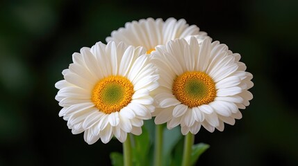 Obraz premium Three white gerbera daisies close-up, dark background; nature photography for websites or greeting cards