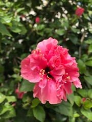 Double chinese pink Hibiscus royalty. close up pink flower. individual closeup to a blooming flower.