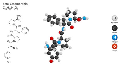 Molecule: Morphiceptin or beta-casomorphin. Molecular structure. Formula: C28H35N5O5. Chemical model: Ball and stick. White background. 3D illustration.
