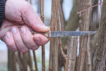 a hand holds an small knife with a brown handle and a hacksaw cutting a thin gray branch of a tree in nature
