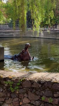Hippopotamus opens mouth in zoo pool