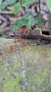 A colony of reddish-brown ants vertical footage