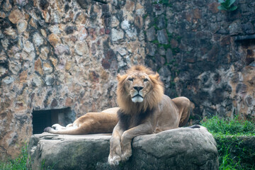 Obraz premium El león (Panthera leo) es un mamífero carnívoro de la familia de los félidos y una de las cinco especies del género Panthera. Los leones salvajes viven en poblaciones cada vez más dispersas 