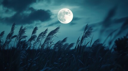 Fototapeta premium Full moon and Japanese pampas grass in midnight,The harvest Miscanthus sinensis and full moon,beautiful night sky in the countryside with the perfect moon exudes beauty in the dark.