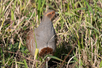 Perdrix grise.Perdix perdix, Grey Partridge