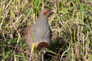 Perdrix grise.Perdix perdix, Grey Partridge