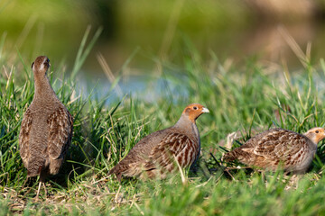 Perdrix grise,.Perdix perdix, Grey Partridge