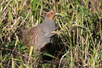 Perdrix grise.Perdix perdix, Grey Partridge