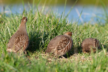 Perdrix grise,.Perdix perdix, Grey Partridge