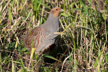 Perdrix grise.Perdix perdix, Grey Partridge