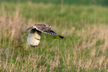 Hibou des marais, Hibou brachyote, Asio flammeus, Short eared Owl, region Pays de Loire; marais...
