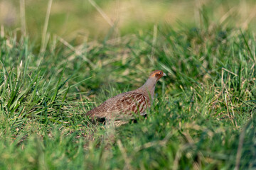 Perdrix grise,.Perdix perdix, Grey Partridge