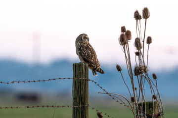 Hibou des marais, Hibou brachyote, Asio flammeus, Short eared Owl, region Pays de Loire; marais...