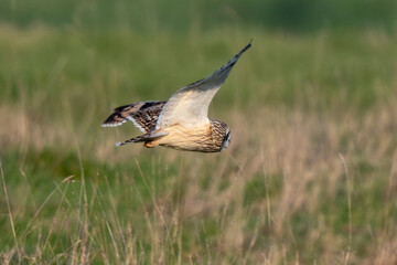 Hibou des marais, Hibou brachyote, Asio flammeus, Short eared Owl, region Pays de Loire; marais Breton; 85, Vendée, Loire Atlantique, France