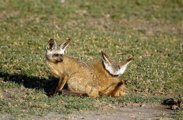 Otocyon, Otocyon megalis, Parc national du Serengeti, Tanzanie