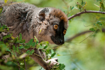 Lémur à Front Roux, Lémurien, Eulemur rufifrons, Madagascar