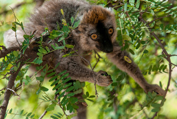 Lémur à Front Roux, Lémurien, Eulemur rufifrons, Madagascar