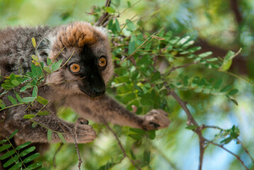 Obraz premium Lémur à Front Roux, Lémurien, Eulemur rufifrons, Madagascar