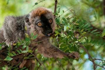 Lémur à Front Roux, Lémurien, Eulemur rufifrons, Madagascar
