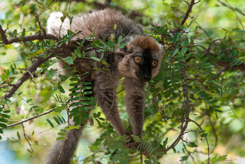 Lémur à Front Roux, Lémurien, Eulemur rufifrons, Madagascar