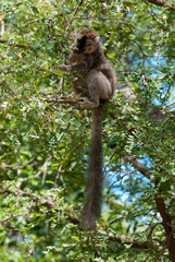 L&eacute;mur &agrave; Front Roux, L&eacute;murien, Eulemur rufifrons, Madagascar