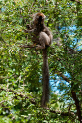 L&eacute;mur &agrave; Front Roux, L&eacute;murien, Eulemur rufifrons, Madagascar
