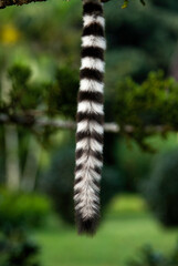 Lémurien, Lémur catta, Lemur catta, Madagascar