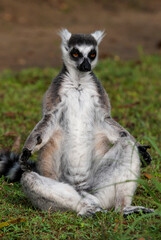 Lémurien, Lémur catta, Lemur catta, Madagascar