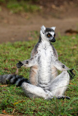 Lémurien, Lémur catta, Lemur catta, Madagascar