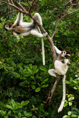 Propithèque de Verreaux, Lémurien, Propithecus verreauxi, Madagascar