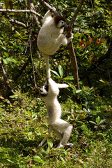 Propithèque de Verreaux, Lémurien, Propithecus verreauxi, Madagascar