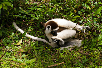 Propithèque de Verreaux, Lémurien, Propithecus verreauxi, Madagascar