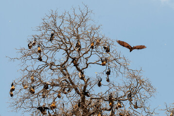Roussette de Madagascar, chauve sourie, Rousettus madagascariensis, Madagascar