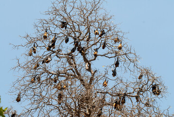Roussette de Madagascar, chauve sourie, Rousettus madagascariensis, Madagascar