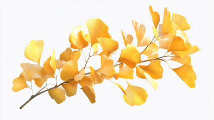 Ginkgo biloba leaves on a branch with yellow foliage against a white background