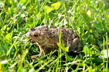 Frog in the grass close up