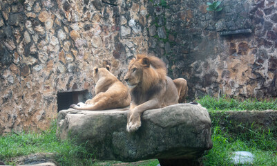 Naklejka premium El león (Panthera leo) es un mamífero carnívoro de la familia de los félidos y una de las cinco especies del género Panthera. Los leones salvajes viven en poblaciones cada vez más dispersas 