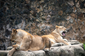 El le&oacute;n (Panthera leo) es un mam&iacute;fero carn&iacute;voro de la familia de los f&eacute;lidos y una de las cinco especies del g&eacute;nero Panthera. Los leones salvajes viven en poblaciones cada vez m&aacute;s dispersas 