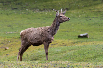 Rotwild im Fellwechsel im Frühjahr	