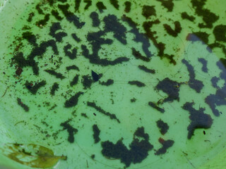 Fototapeta premium A green basin filled with stagnant water causes the life of mosquito larvae