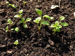 Replanting Hope: Nature's Rebirth, Regenerating Our Planet, One Tree at a Time, Restoring the Earth: Planting for the Future