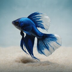 A royal blue Betta fish highlighted in a minimalist underwater setting with white sand.