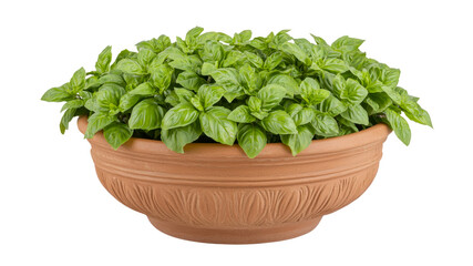 Naklejka premium Isolated fresh natural basil growing in wide rustic terracotta pot against transparent background. Perfect for sustainable gardening, culinary projects, healthy food or kitchen decor ideas