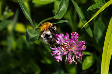 A bee on a flower
