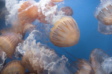 Glowing jellyfish against deep blue water background