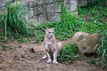  Puma Monta Americano Puma
